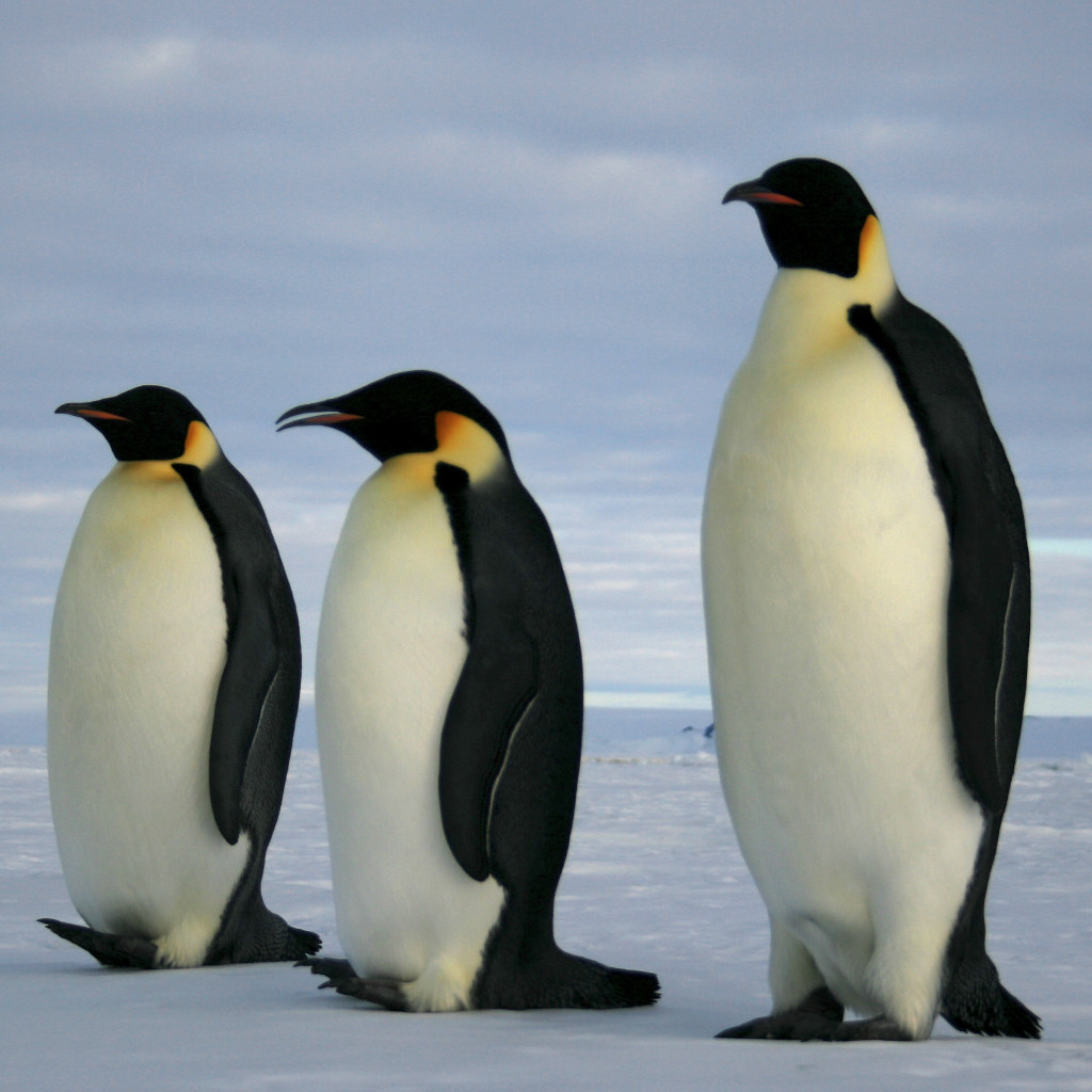 Emperor_penguins_(1)-1033562785